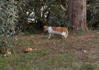 Athens cat