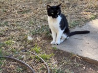 Athens cat
