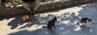 Delphi cats