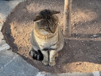Delphi cat