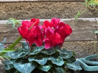 Real flower