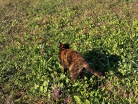 Corfu cat