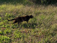 Corfu cat