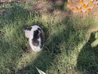 Butrint cat