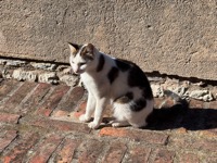 Butrint cat