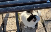 Kotor cat