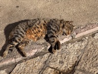 Kotor cat