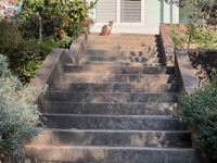 Kotor cat