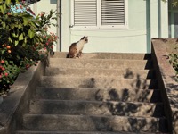 Kotor cat