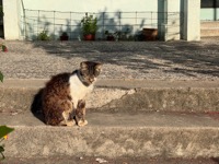 Kotor cat
