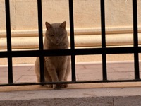 Dubrovnik cat