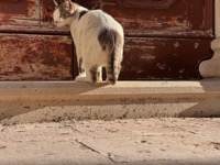 Dubrovnik cat