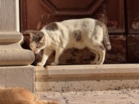 Dubrovnik cat