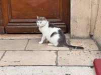 Split cat