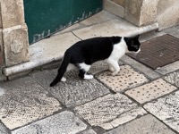 Split cat