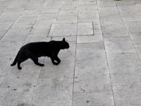 Split cat
