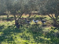 Šopot farm visit