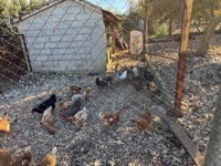 Šopot farm visit