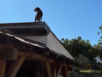 Šopot farm visit