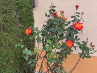 Winery plant