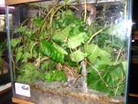 Glass tank filled with plants and a very well hidden critter