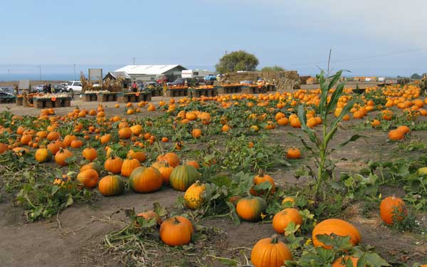 Pumpkins in a field