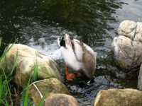 Duck with its head under water