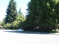 Road with white Civic and lots of trees