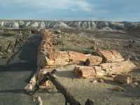 Two long broken log-shaped rocks