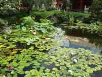 Lilies in a pond