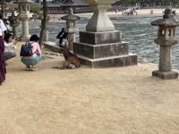 Miyajima
