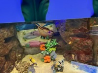Fish in aquarium